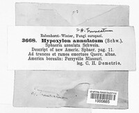 Annulohypoxylon annulatum image